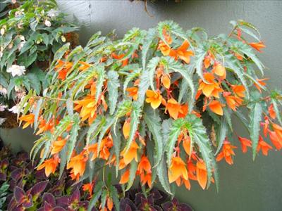 B. ‘Mandalay Mandarin’